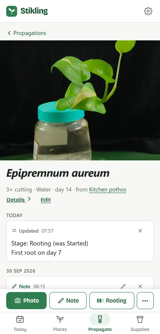 A pothos cutting rooting in a jar of water on day 14, with a link to the plant it was taken from