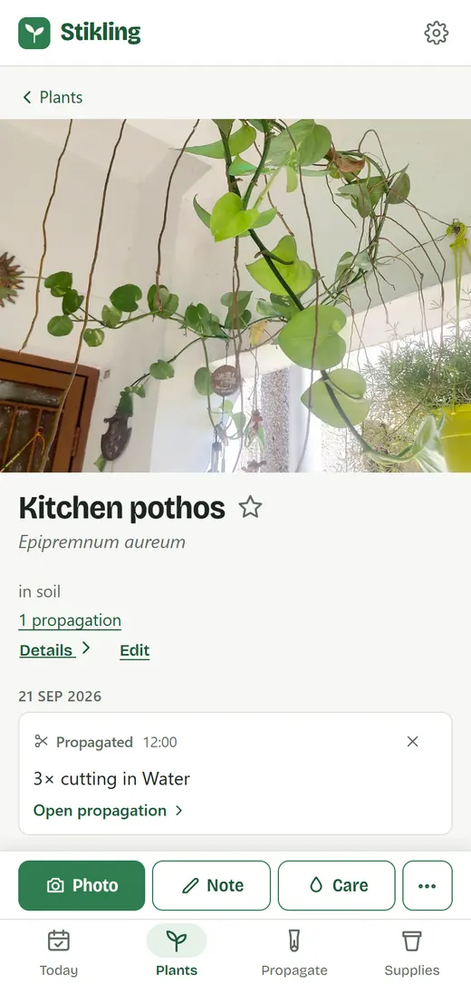 The plant the cutting came from, with its photo, its name and its history